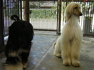 福岡県筑紫郡那 東田ブリーダー