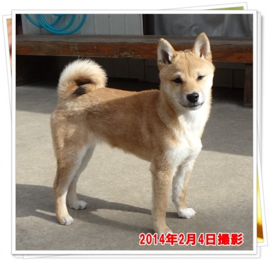 柴犬