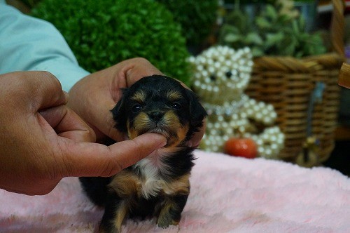 雑種(ミックス・デザイン犬)　販売