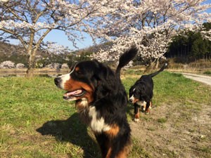 滋賀県犬上郡 カミンスキーブリーダー