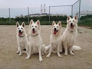 柳田ブリーダー